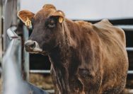 Apakah Pemiliknya Tak Boleh Makan Daging Hewan Kurbannya saat Idul Adha? (Foto: Pexel.com)