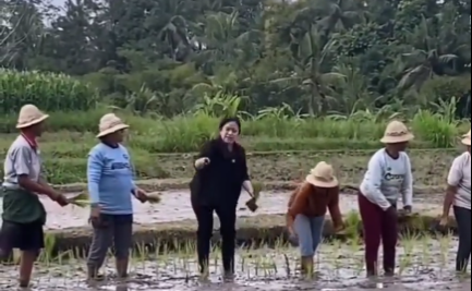 Puan Maharani Tanam Padi Sambil Maju - JafarBua